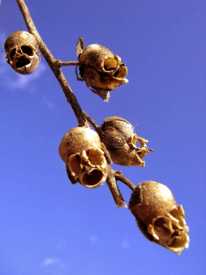 1. Hoa Semi di Antirrhinum (Hoa đầu lâu): Loài hoa này có hình dáng giống đầu lâu khi cánh hoa héo, phổ biến ở châu Âu và Bắc Phi. (Ảnh: Fatti strani dal mondo)