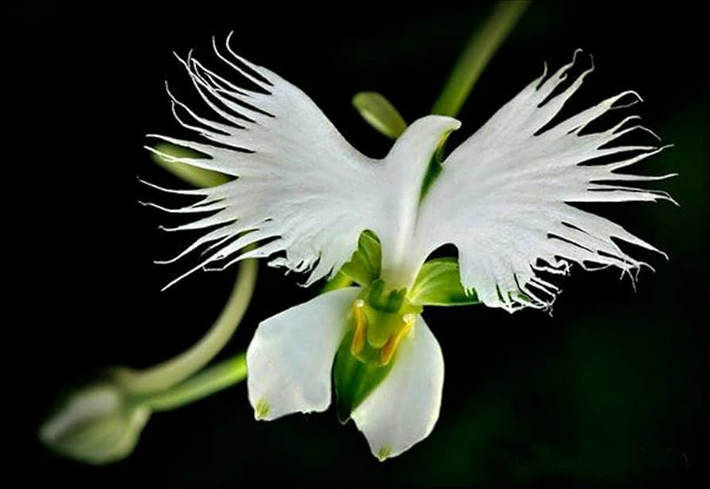 6. Hoa cò trắng (Habenaria Radiata): Trông giống như một con cò trắng bay, có nguồn gốc từ Trung Quốc và Nhật Bản. (Ảnh: Amazon.com)