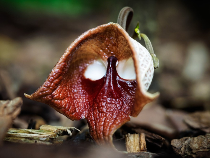 8. Hoa Darth Vader (Aristolochia Salvadorensis): Có hình dáng giống mặt nhân vật Darth Vader, phát triển ở Trung Mỹ và trong nhà kính Nhật Bản.(Ảnh: Gardening Know How)