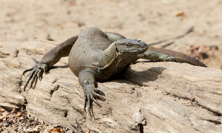 4. Kỳ đà vân (Varanus bengalensis): Kỳ đà vân là một loài thằn lằn lớn, có thân hình dài và mạnh mẽ. Chúng có màu da nâu với các vân đen, giúp chúng ngụy trang trong môi trường tự nhiên. (Ảnh: Wiktionary)