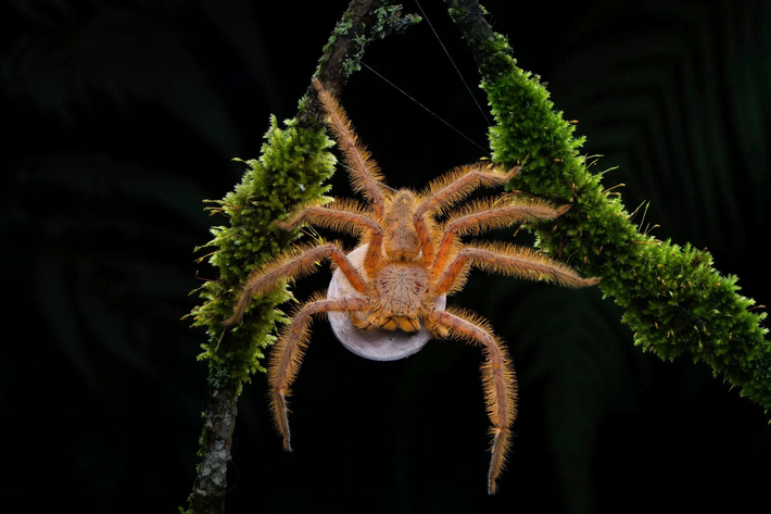 Ziggy Spider - bức ảnh một con nhện được đặt theo tên ngôi sao nhạc rock David Bowie đang mang một túi trứng được chụp ở cao nguyên Cameron của Pahang, Malaysia. Ảnh: Lam Soon Tak/Wildlife Photographer of the Year/PA.