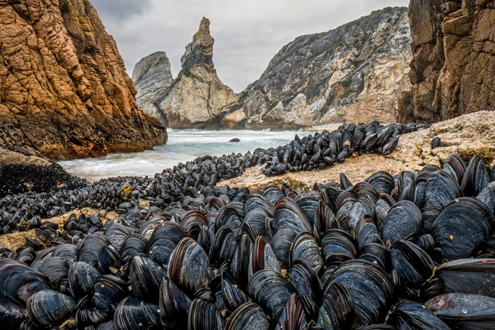 Strength in Numbers - bức ảnh của NAG Theo Bosboom (Hà Lan) cho thấy những con trai liên kết chặt lẽ với nhau để không bị cuốn trôi khỏi bờ biển ở Praia da Ursa, Sintra, Bồ Đào Nha. Ảnh: Theo Bosboom/Wildlife Photographer of the Year/PA.