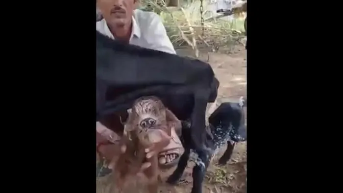 Hình ảnh và video về chú dê nhanh chóng lan truyền trên mạng xã hội, thu hút sự hiếu kỳ từ người xem. Theo dự đoán, chú dê có thể mắc hội chứng Cyclopia, một dị tật bẩm sinh hiếm gặp. (Ảnh: Người đưa tin)