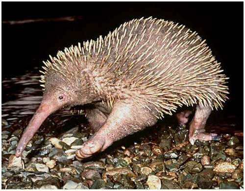 Thú lông nhím mỏ dài Attenborough, hay còn gọi là thú lông nhím mỏ dài Sir David (Zaglossus attenboroughi), là một loài động vật có vú đặc biệt thuộc họ Tachyglossidae, bộ Monotremata. Loài này được đặt tên để vinh danh nhà tự nhiên học nổi tiếng người Anh, Sir David Attenborough. (Ảnh: Jasper Tapen)
