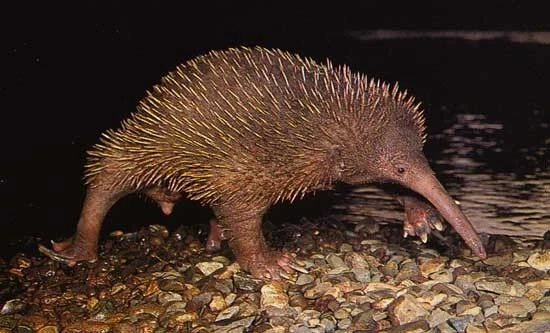 Thú lông nhím mỏ dài Attenborough không chỉ là một biểu tượng của sự đa dạng sinh học mà còn là minh chứng cho tầm quan trọng của việc bảo vệ các loài động vật quý hiếm. Sự tồn tại của chúng phụ thuộc vào những nỗ lực bảo tồn và ý thức của con người về việc bảo vệ môi trường sống tự nhiên.(Ảnh: UnAnything Wiki )