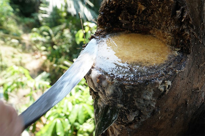 Không chỉ là một loại thức uống, rượu Đoák còn mang giá trị văn hóa sâu sắc. Người Ba Na bảo vệ và chăm sóc cẩn thận những cây đoák, xem đó là biểu tượng của buôn làng. (Ảnh: KhoaHoc)