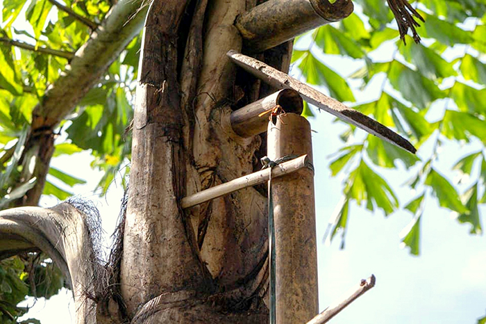 Người Ba Na xem rượu Đoák như một món quà từ mẹ thiên nhiên, không thể thiếu trong các dịp lễ hội, lễ Tết. (Ảnh: Công an Nhân dân)