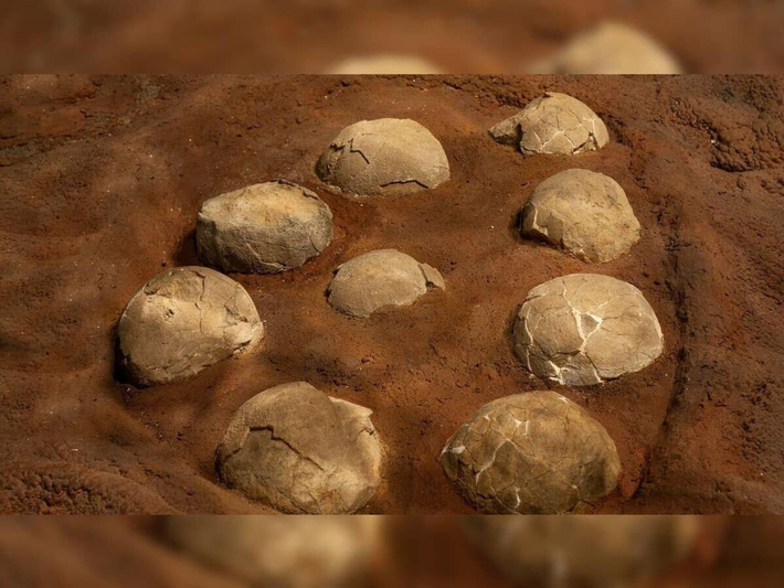 Gần đây, một nghiên cứu đã phát hiện ra 92 ổ trứng của Titanosaurus tại quận Dhar, bang Madhya Pradesh, Ấn Độ, cung cấp thêm nhiều thông tin quý giá về quá trình sinh sản của loài này. (Ảnh:Sputnik India)