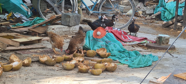 Bầy gà vịt thả rông đang tìm thức ăn giữa đống phế liệu càng làm cho khu vực quanh chân núi Ngũ Hành Sơn thêm nhếch nhác.