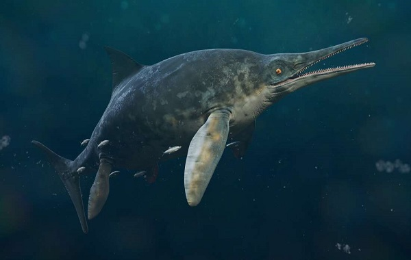 Ichthyosaurs được gọi là "ngư long", tức "rồng biển", là do thân hình hết sức kỳ dị: vẻ ngoài trông giống một con cá voi quái vật đáng sợ nhưng bản chất bên trong lại là bò sát.