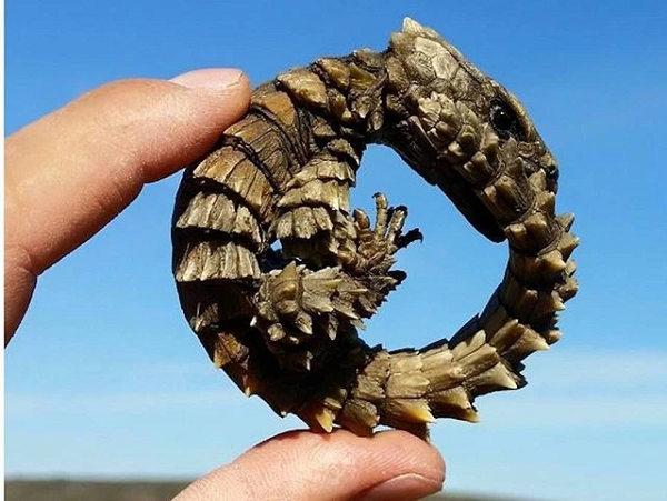 Thằn lằn Armadillo sẽ cuộn tròn khi bị kẻ thù tự nhiên như chim, rắn và cầy mangut tấn công. Khi cần, chúng có thể ở vị trí này trong tối đa một giờ.