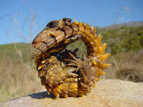 Thức ăn của chúng là các loài côn trùng nhỏ trên sa mạc như kiến hay mối. Vì thằn lằn Armadillo di chuyển rất chậm chạp và lại được săn lùng làm thú cưng nên số lượng của chúng đang bị đe dọa nghiêm trọng.