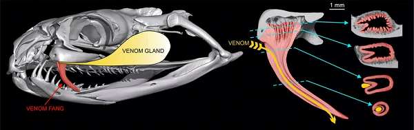 Nếu đó là vết cắn khô (dry bite) thì chỉ có răng nanh đâm vào người nạn nhân chứ không hề có nọc độc được tiêm vào. Vì vậy răng nanh và tuyến nọc độc có một mối quan hệ gắn bó thân thiết nhưng cũng độc lập với nhau