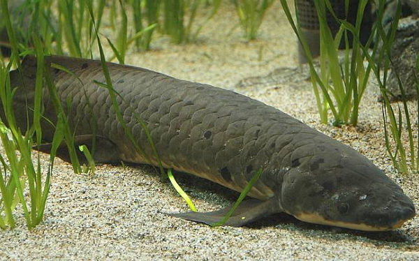 Cá phổi (tên tiếng Anh là Lungfish) là một trong số những loài cá kỳ lạ nhất thế giới. Nó nổi tiếng với đặc trưng nguyên thủy còn giữ lại được trong Liên lớp Cá xương (Osteichthyes), bao gồm khả năng hít thở không khí và các cấu trúc nguyên thủy trong lớp Cá vây thùy (Sarcopterygii).