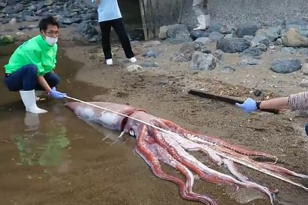 Theo người dân tỉnh Fukui, đây là lần thứ hai mực vua khổng lồ trôi dạt vào bờ biển địa phương. Đặc biệt chúng cực hiếm khi trôi dạt vào bờ biển mà còn sống.