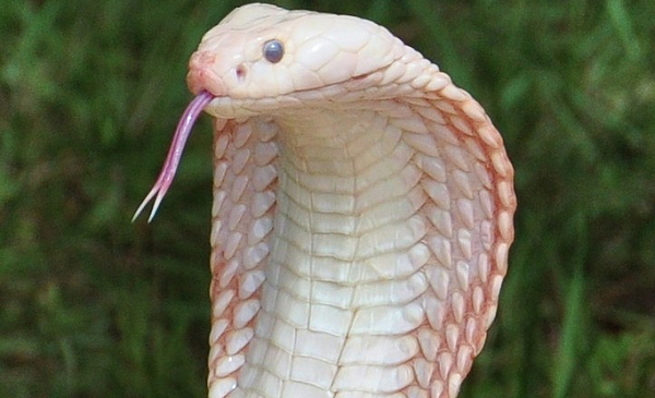 Rắn hổ mang chúa (Ophiophagus hannah) loài rắn có nọc độc lớn nhất thế giới, được tìm thấy chủ yếu trong các khu rừng từ Ấn Độ qua Đông Nam Á đến Philippines và Indonesia.
