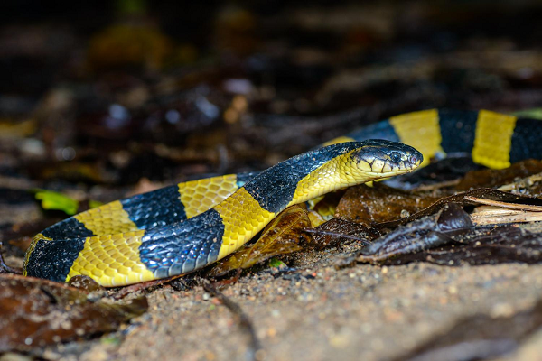 "Sát thủ" thứ 2 chính là rắn cạp nong hay còn gọi là rắn đen vàng (tên khoa học là Bungarus fasciatus), có chiều dài cơ thể từ 1-1,5m, chúng thường có mặt ở Ấn Độ, Bangladesh, Nam Trung Quốc và Đông Nam Á.
