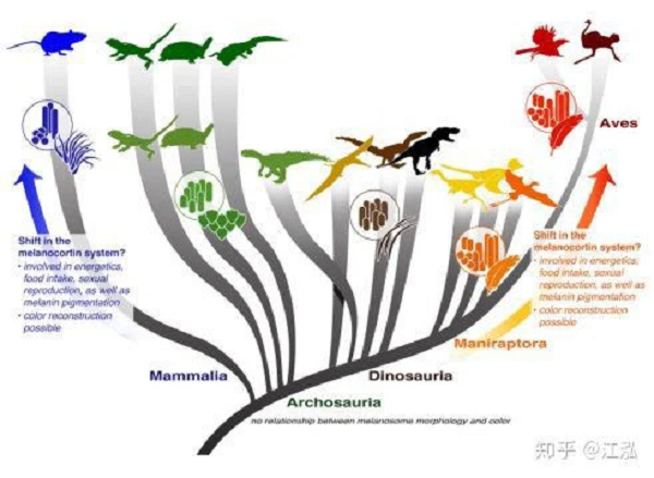Chính là những đốm màu cực nhỏ của melanin, sắc tố tạo màu sắc cho tóc, da, lông và mắt của thế giới động vật. Khám phá của Vinther và cộng sự không chỉ cho thấy rằng sắc tố vẫn tồn tại mà còn chứng minh màu sắc thực tế của các loài động vật đã tuyệt chủng.