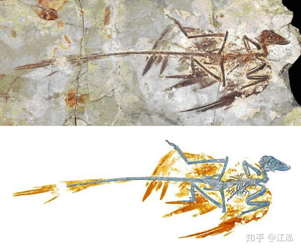 Microraptor là một loài khủng long nhỏ sở hữu một cấu trúc cánh kì lạ khi cả chi trước và chi sai đều mọc lông vũ và có chức năng riêng biệt khi bay. Năm 2012, các nhà cổ sinh vật học Trung Quốc và Hoa Kỳ đã tìm thấy melanosome trên một hóa thạch Microraptor được thu thập trong Bảo tàng Tự nhiên Bắc Kinh.