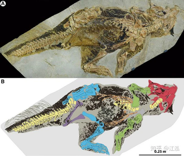 Psittacosaurus là loài khủng long nhỏ, ăn cỏ. Vào năm 2016, khi các nhà cổ sinh vật học người Anh nghiên cứu hóa thạch của loài này, họ nhận thấy rằng những mẫu hóa thạch ấy cũng có melanosome trong các mô mềm được bảo quản gần như hoàn hảo.