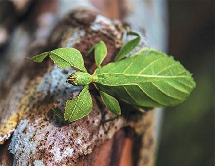 Loài côn trùng này có hình dạng giống lá cây, có thể thay đổi màu sắc từ xanh sang vàng, nâu tùy thuộc vào môi trường sống.