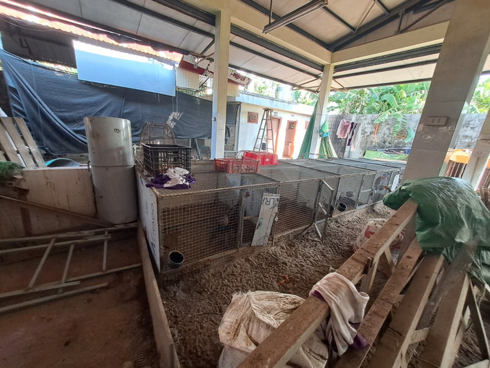 Thậm chí thành nơi nuôi gà chọi, nuôi chó của những người thuê.