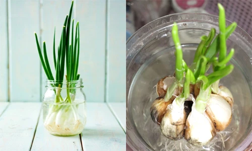 Những cây gia vị chữa bệnh nên trồng trong nhà