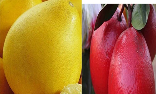 Những giống bưởi lạ dự báo bùng nổ dịp Tết 2017