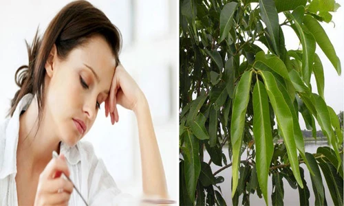 Bài thuốc từ lá vườn trị viêm đại tràng mãn tính 