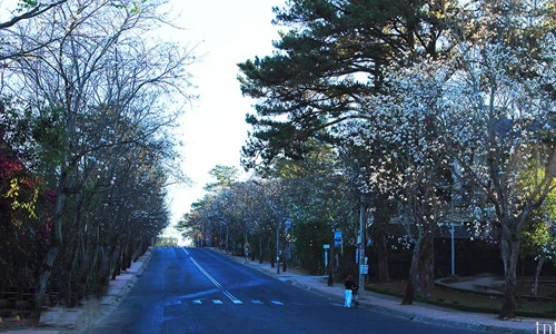 Đẹp mê hồn những địa điểm ngắm hoa ban tuyệt nhất VN