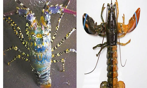 Giống tôm hùm nhiều màu cực hiếm giá tiền tỷ gây sốt