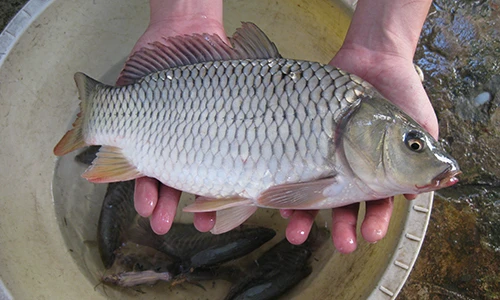 Mẹo hay phân biệt cá tươi và cá ươn cực chuẩn 