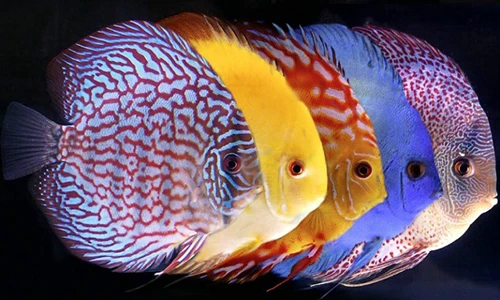 Những loại cá phong thủy giúp gia chủ giàu lên chóng mặt 