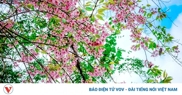 Ngắm loài hoa báo hiệu mùa xuân trên miền cao Tây Bắc