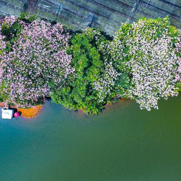 Mê đắm kèn hồng khoe sắc trên cung đường Bảo Lộc