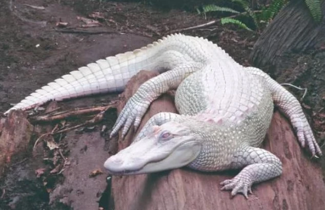 5 loài động vật bạch tạng đắt đỏ nhất thế giới