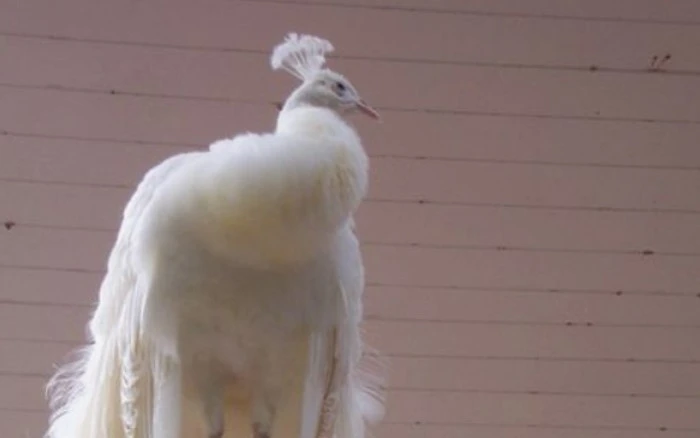 Vẻ đẹp ma mị của động vật bạch tạng siêu quý hiếm