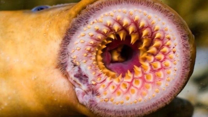 “Quái vật biển” giấu đầu lòi đuôi, quý ông Việt thi nhau săn lùng