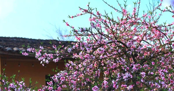 Ấn tượng mùa cao nguyên đá nở hoa