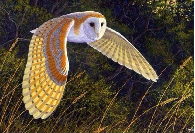 10 loài chim độc dị quý hiếm nhất thế gian, có loài sắp tuyệt diệt