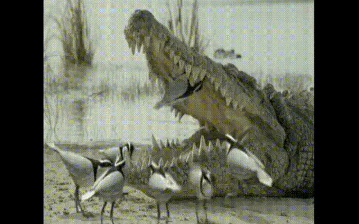 Mặc dù đây là lý thuyết trò chơi của con người, nó cũng có thể được áp dụng cho cá sấu và chim tăm. Khi cá sấu chọn ăn chim tăm ở bước đầu tiên, thì con chim tăm tiếp theo sẽ ẩn nấp khi nhìn thấy nó. Theo thời gian, cá sấu sẽ bị đau răng vì không ai giúp nhặt răng; nếu cá sấu không chọn ăn một con chim tăm, thì con chim tăm cũng sẽ chọn hợp tác và nhặt răng cho nó. Đồng thời, nó cũng có thể tìm thức ăn từ miệng cá sấu.