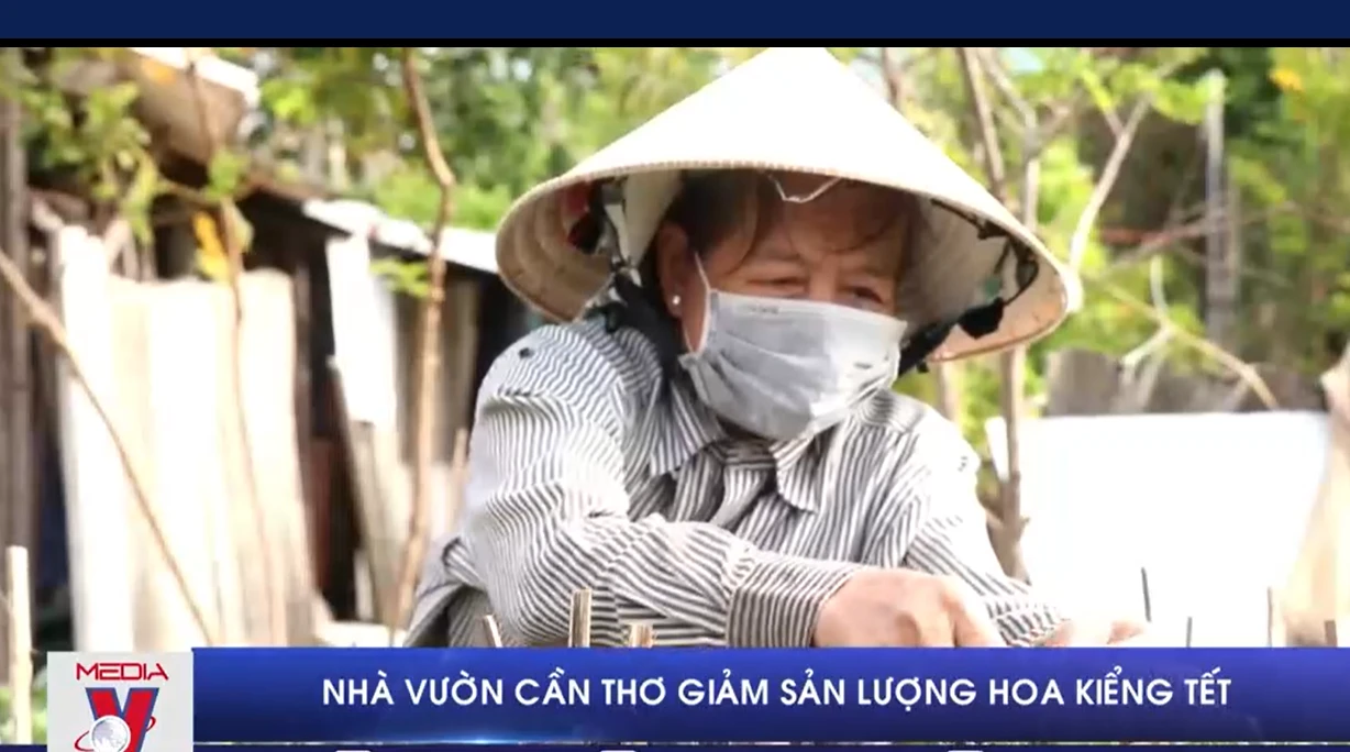 Nhà vườn giảm sản lượng, không tăng giá bán hoa Tết