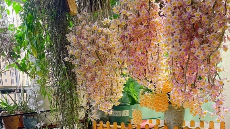 Lan hạc vĩ nở hoa lộng lẫy như cổ tích, đem may mắn cho gia chủ