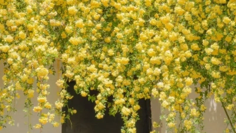 Tam ngự lâm hoa, nở hoa 'điên cuồng' như vũ bão