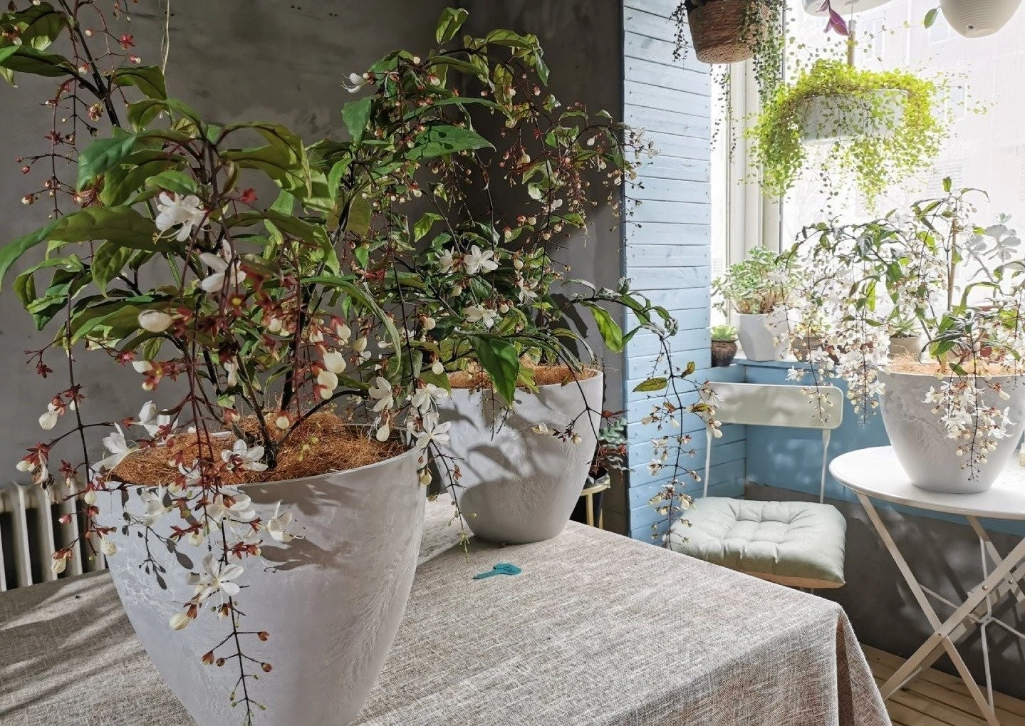 Trồng cây cảnh huyền bí này, phúc lộc tài vận kéo đến không ngừng