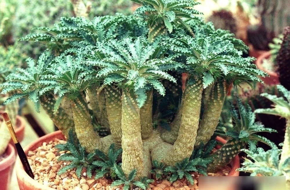 Độc lạ loài cây mặt trời 5.000 đô giúp gia chủ phát tài