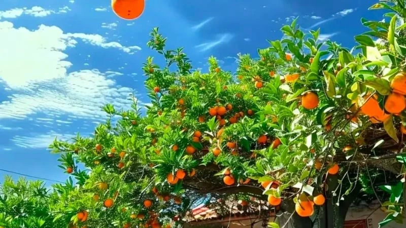 Ba loại cây phong thủy trong nhà mang lại phúc lộc đời đời