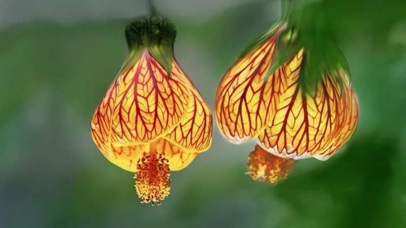 Cây đèn lồng rực rỡ, dễ thu tài, chiêu lộc cho gia chủ