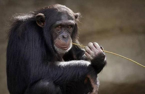 Có hàng triệu loài trên trái đất, tại sao chỉ mỗi con người cần mặc quần áo để giữ ấm? - Hình 2 Co hang trieu loai tren trai dat, tai sao chi moi con nguoi can mac quan ao de giu am?-Hinh-2