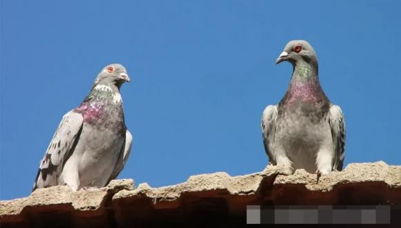 7 loài vật có thể coi là anh hùng trong lịch sử nhân loại - Hình 2 7 loai vat co the coi la anh hung trong lich su nhan loai-Hinh-2